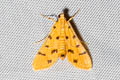 Dichocrocis pandamalis