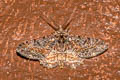 Ennominae sp.