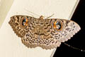 Common Owl Moth Erebus macrops 