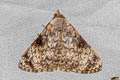 Eubryopterella cinerea