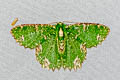 Eucyclodes textiloides