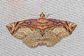 Eugnathia pulcherrima