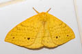 Eupterote patula