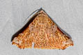 Goniophila excavata