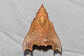 Hallicarnia albipectus