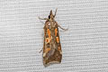 Hoploscopa cynodonta