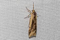 Hoploscopa sp.