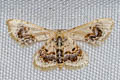 Idaea macrospila