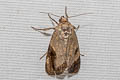 Immidae sp.