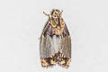Immidae sp.