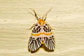 Indiania eccentropis