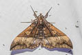 Ischyja manlia