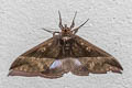 Ischyja manlia