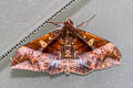 Ischyja manlia
