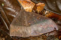 Ischyja manlia