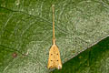 Lecitholaxa sp.