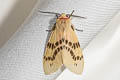 Lemyra ypsilon