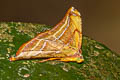 Loxotephria sp.