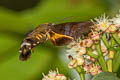 Macroglossum glaucoptera