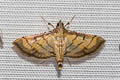 Lesser Rice Leafroller Marasmia poeyalis 