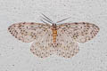 Metapercnia ductaria