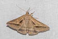 Sugarcane Looper Mocis frugalis 