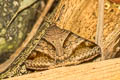 Brown-striped Semi-looper Mocis undata