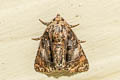 Nolidae sp.