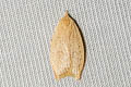 Odites sp.