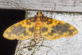 Pachynoa thoosalis