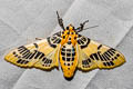 Pachynoa xanthochyta
