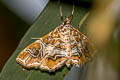 Paracymoriza truncata