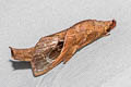 Paralebeda lucifuga