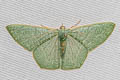 Pelagodes antiquadraria