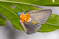 Broad-winged Tiger Moth Peridrome orbicularis