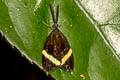 Pidorus corculum