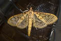 Polygrammodes nigrilinealis