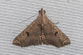 Progonia oileusalis