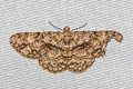 Psilalcis intermedia