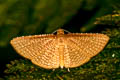 Rhodoneura sp. 