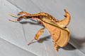 Sacada sp.