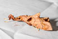 Sacada sp.