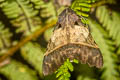 Serrodes campana