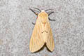 Spilosoma comma