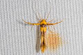 Stathmopoda sp.