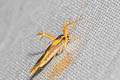 Stathmopoda sp.