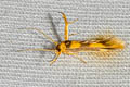 Stathmopoda sp.