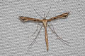Sri Lanka Plume Moth Stenoptilodes taprobanes