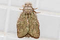 Syntypistis viridipicta
