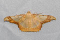 Zeheba aureatoides